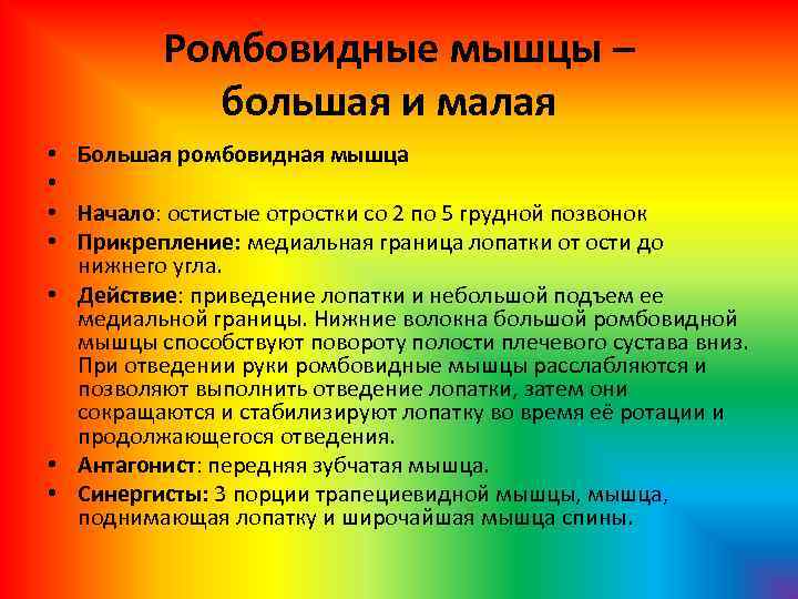 Ромбовидные мышцы – большая и малая Большая ромбовидная мышца Начало: остистые отростки со 2