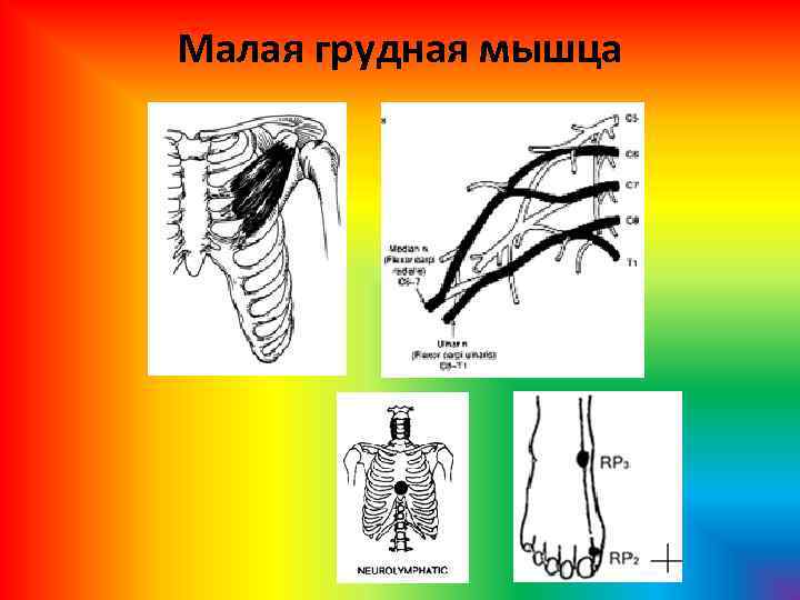 Малая грудная мышца 