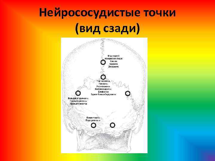 Нейрососудистые точки (вид сзади) 