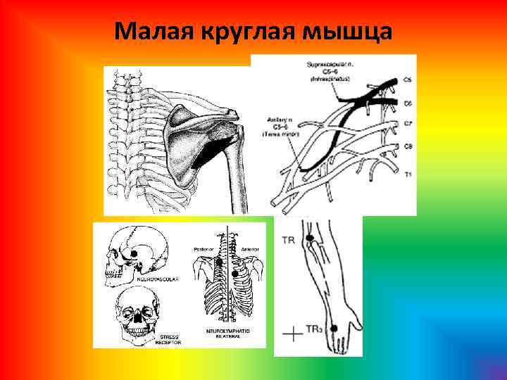 Малая круглая мышца 
