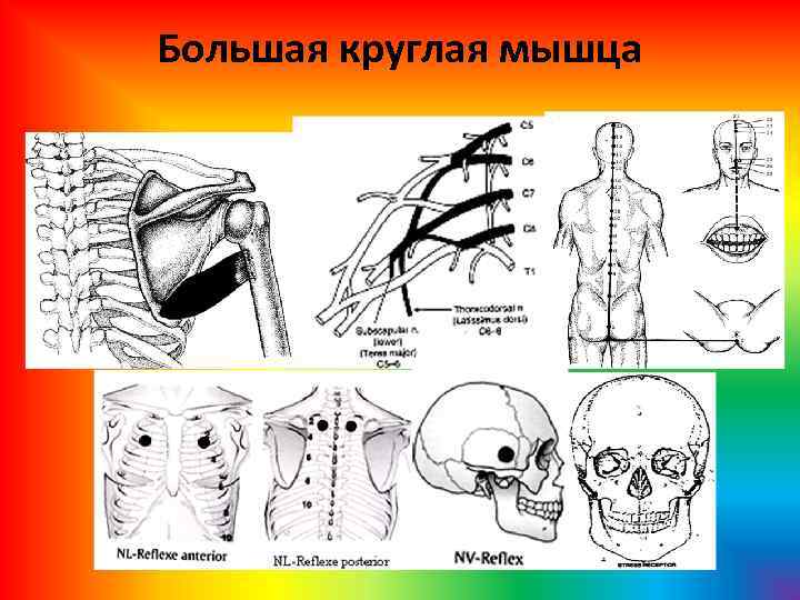 Большая круглая мышца 