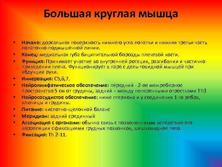 Большая круглая мышца • • • Начало: дорсальная поверхность нижнего угла лопатки и нижняя