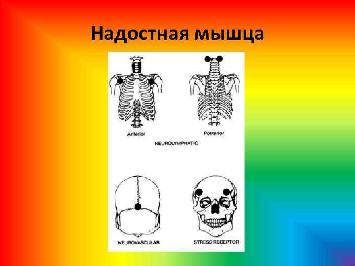 Надостная мышца 