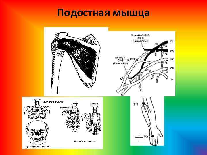 Подостная мышца 