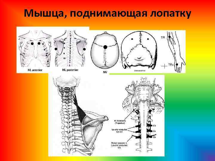 Мышца, поднимающая лопатку 