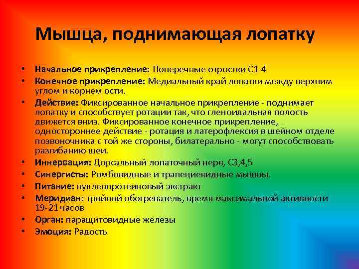 Мышца, поднимающая лопатку • Начальное прикрепление: Поперечные отростки С 1 4 • Конечное прикрепление: