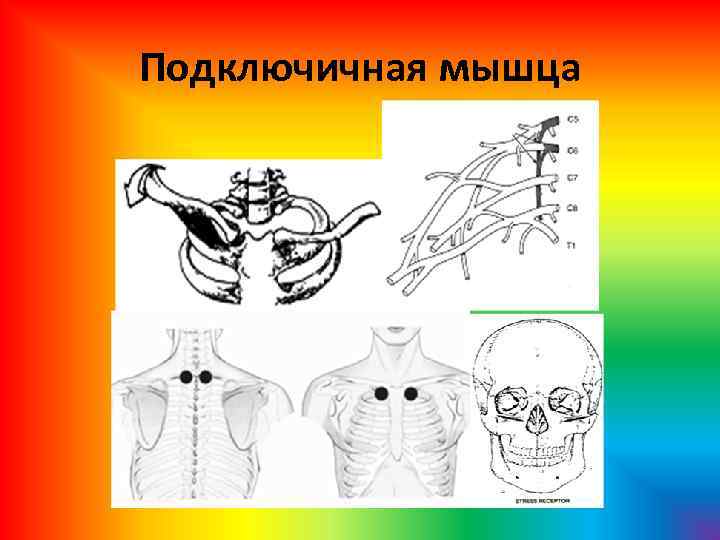 Подключичная мышца 