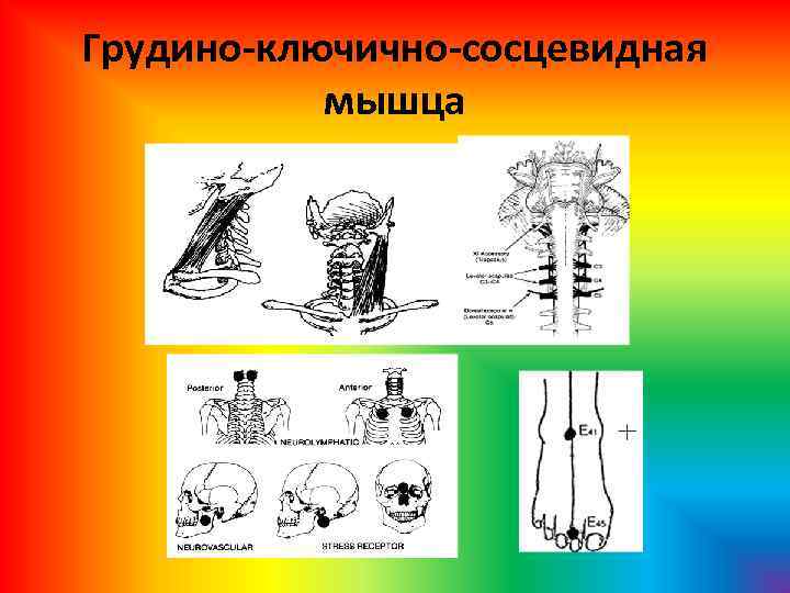 Грудино-ключично-сосцевидная мышца 