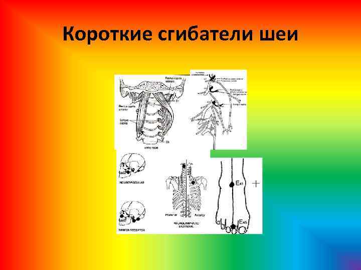 Короткие сгибатели шеи 