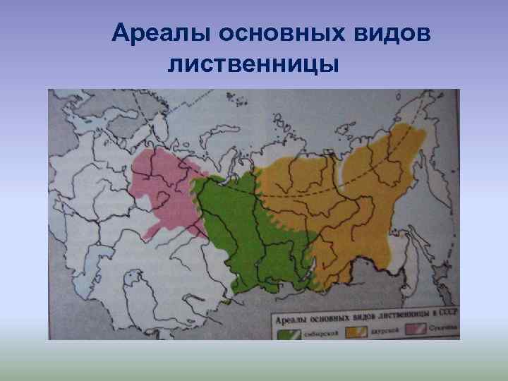 Ареалы деревьев. Лиственница Сибирская ареал обитания. Лиственница Сибирская ареал распространения на карте. Ареал произрастания лиственницы в России. Лиственница Сибирская ареал распространения.