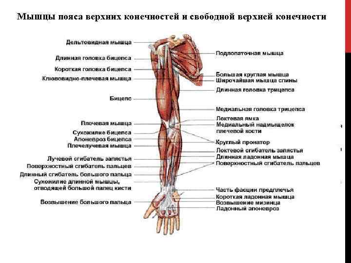 Мышцы пояса верхних конечностей и свободной верхней конечности 