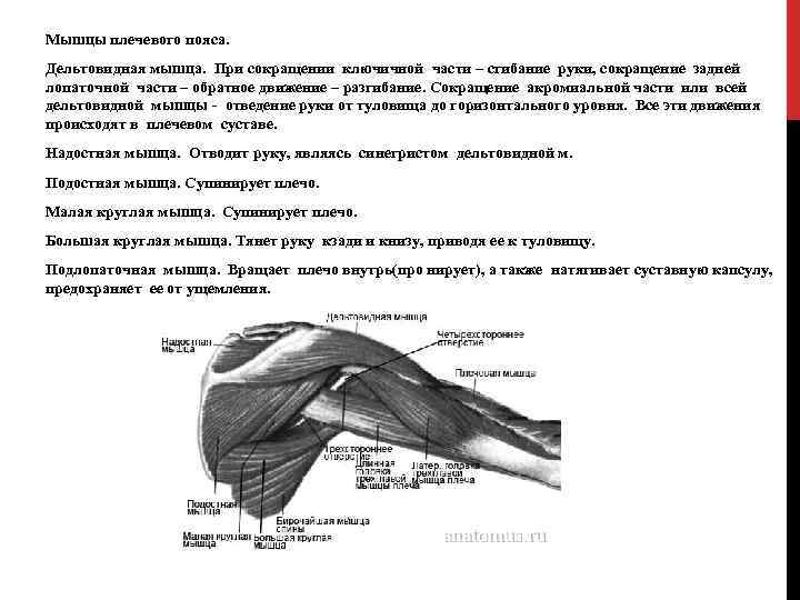 Мышцы плечевого пояса. Дельтовидная мышца. При сокращении ключичной части – сгибание руки, сокращение задней