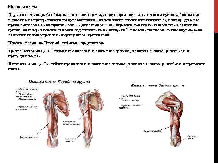 Локтевая мышца фото