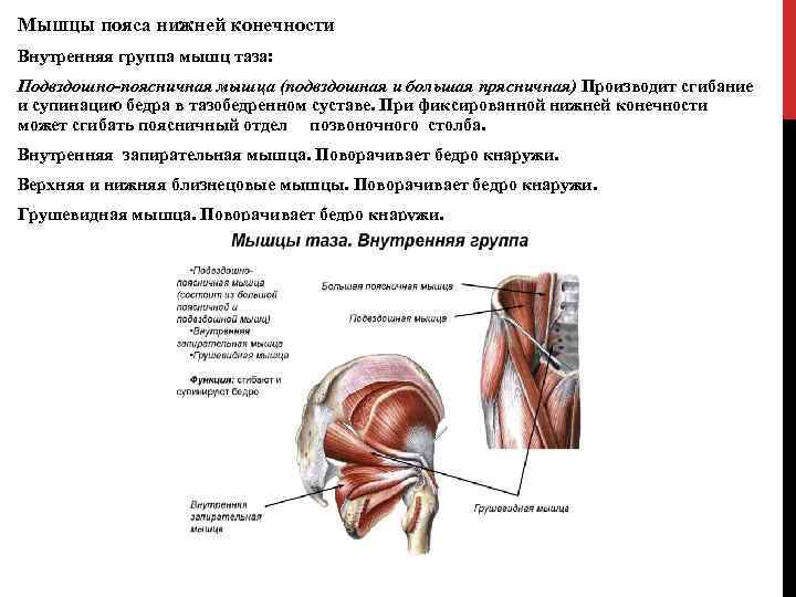 Пояснично подвздошная мышца фото