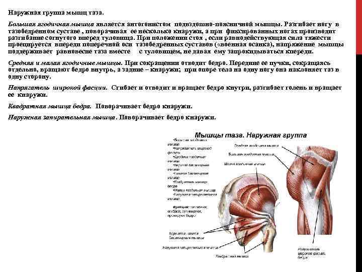 Наружная группа мышц таза. Большая ягодичная мышца является антогонистом подвздошно-поясничной мышцы. Разгибает ногу в