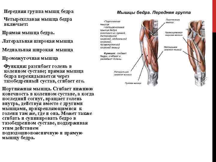 Передняя группа мышц бедра Четырехглавая мышца бедра включает: Прямая мышца бедра. Латеральная широкая мышца