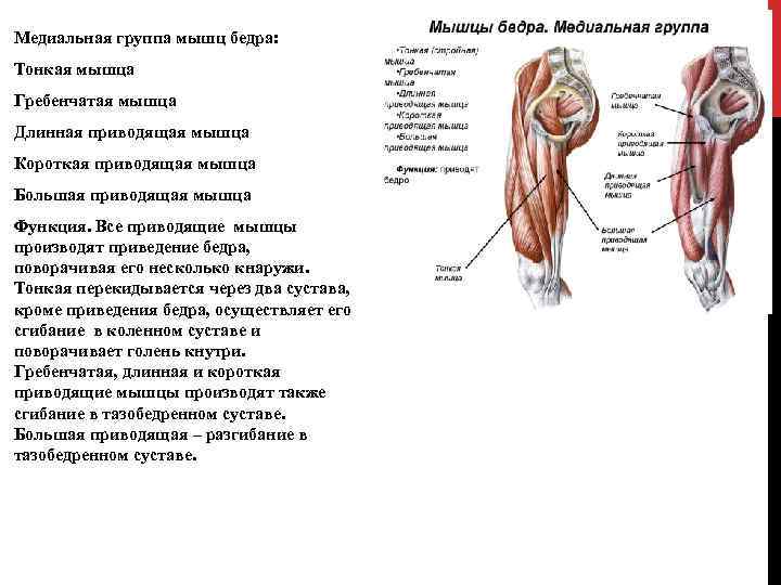 Медиальная группа мышц бедра: Тонкая мышца Гребенчатая мышца Длинная приводящая мышца Короткая приводящая мышца