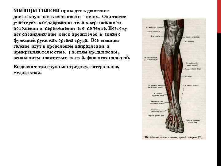 МЫШЦЫ ГОЛЕНИ приводят в движение дистальную часть конечности – стопу. Они также участвуют в