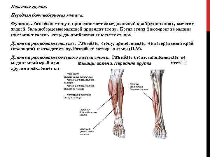 Передняя группа. Передняя большеберцовая мышца. Функция. Разгибает стопу и приподнимает ее медиальный край(супинация) ,