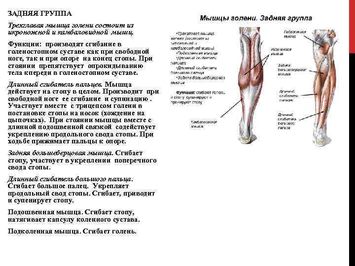 ЗАДНЯЯ ГРУППА Трехглавая мышца голени состоит из икроножной и камбаловидной мышц. Функции: производят сгибание