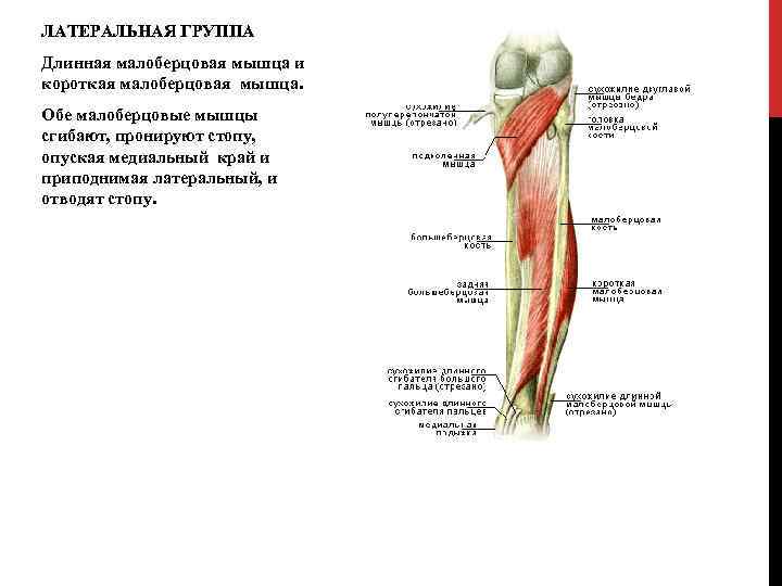 ЛАТЕРАЛЬНАЯ ГРУППА Длинная малоберцовая мышца и короткая малоберцовая мышца. Обе малоберцовые мышцы сгибают, пронируют