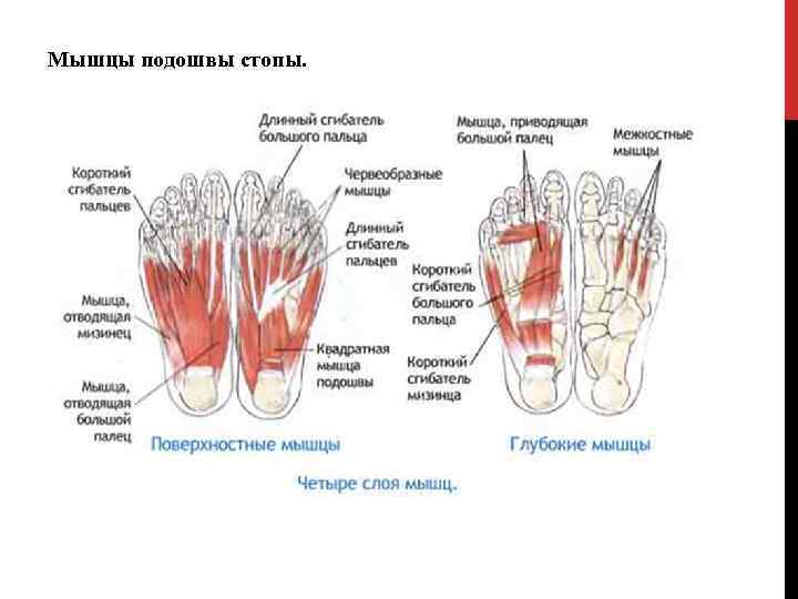 Мышцы подошвы стопы. 