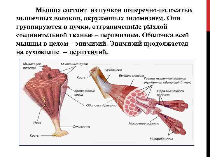 Мышца состоит из пучков поперечно-полосатых мышечных волокон, окруженных эндомизием. Они группируются в пучки, отграниченные