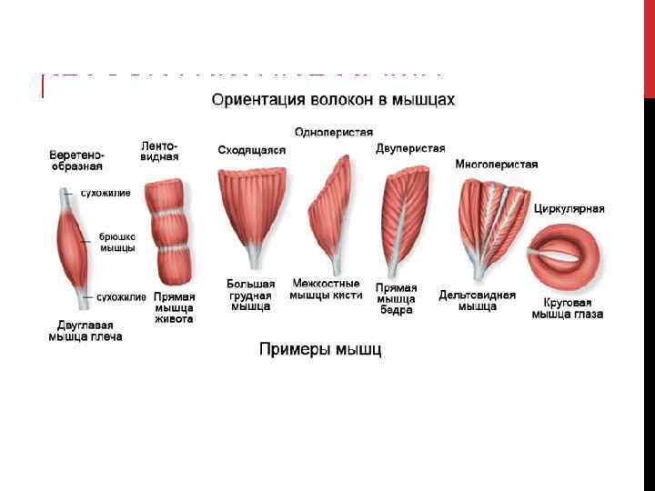 КЛАССИФИКАЦИЯ МЫШЦ 