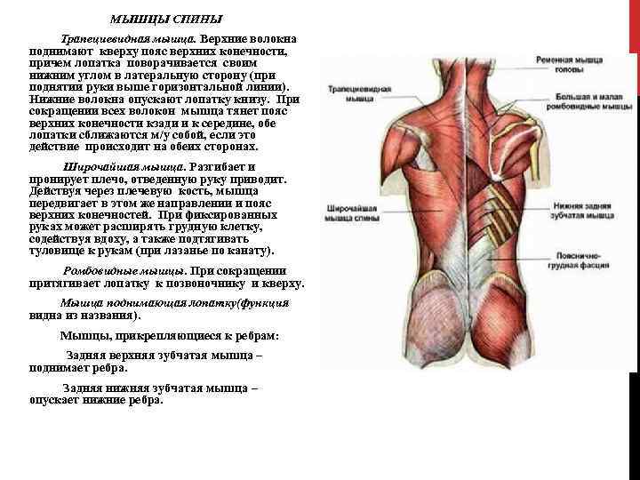 МЫШЦЫ СПИНЫ Трапециевидная мышца. Верхние волокна поднимают кверху пояс верхних конечности, причем лопатка поворачивается