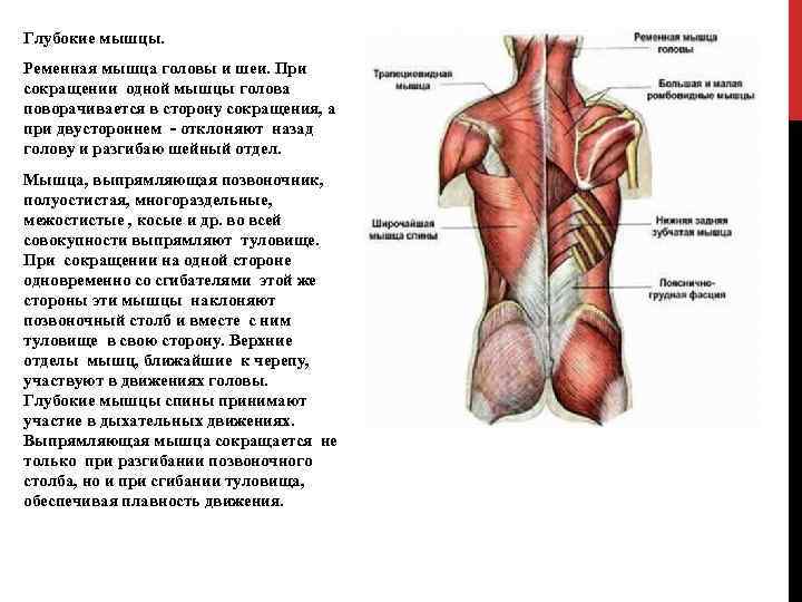 Глубокие мышцы. Ременная мышца головы и шеи. При сокращении одной мышцы голова поворачивается в