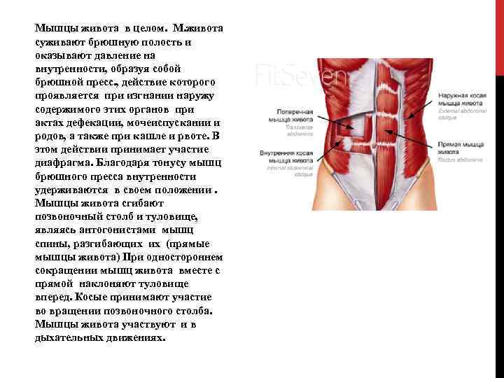 Мышцы живота в целом. М. живота суживают брюшную полость и оказывают давление на внутренности,