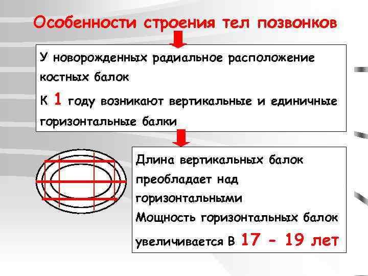 Особенности строения тел позвонков У новорожденных радиальное расположение костных балок К 1 году возникают