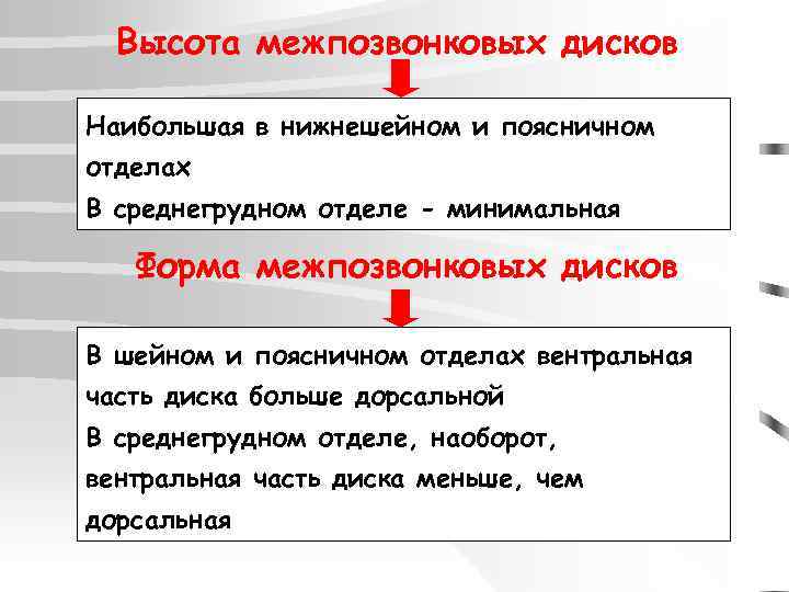 Высота межпозвонковых дисков Наибольшая в нижнешейном и поясничном отделах В среднегрудном отделе - минимальная