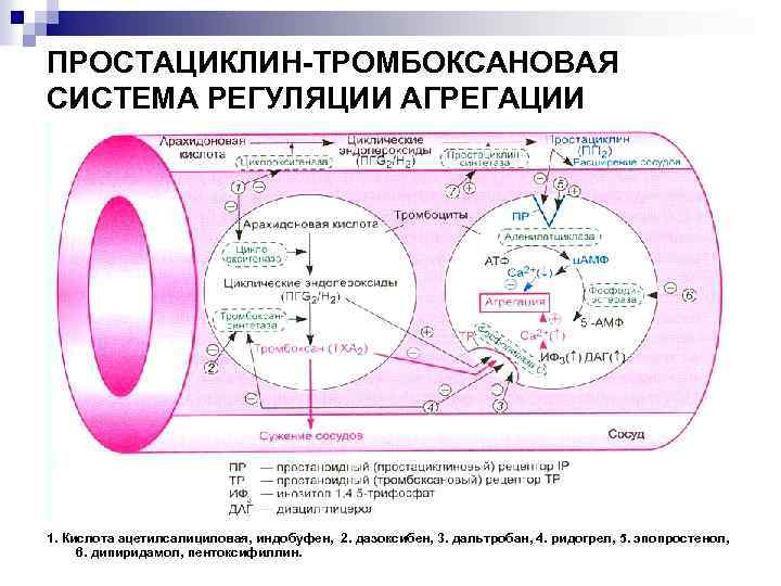 ПРОСТАЦИКЛИН-ТРОМБОКСАНОВАЯ СИСТЕМА РЕГУЛЯЦИИ АГРЕГАЦИИ ТРОМБОЦИТОВ 1. Кислота ацетилсалициловая, индобуфен, 2. дазоксибен, 3. дальтробан, 4.