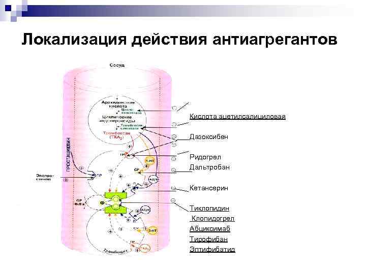 Локализация действия антиагрегантов Кислота ацетилсалициловая Дазоксибен Ридогрел Дальтробан Кетансерин Тиклопидин Клопидогрел Абциксимаб Тирофибан Эптифибатид