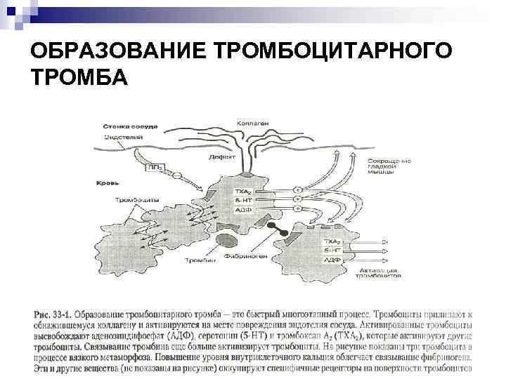 ОБРАЗОВАНИЕ ТРОМБОЦИТАРНОГО ТРОМБА 