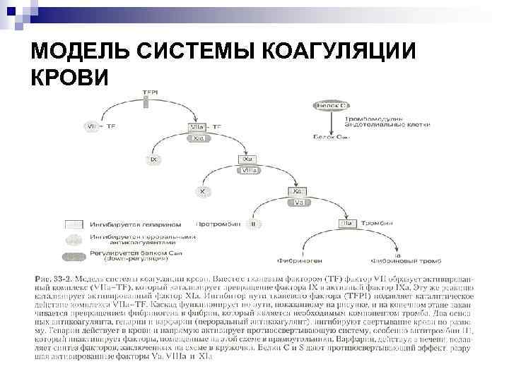 МОДЕЛЬ СИСТЕМЫ КОАГУЛЯЦИИ КРОВИ 