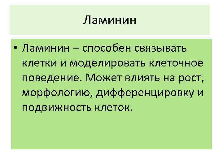Ламинин • Ламинин – способен связывать клетки и моделировать клеточное поведение. Может влиять на
