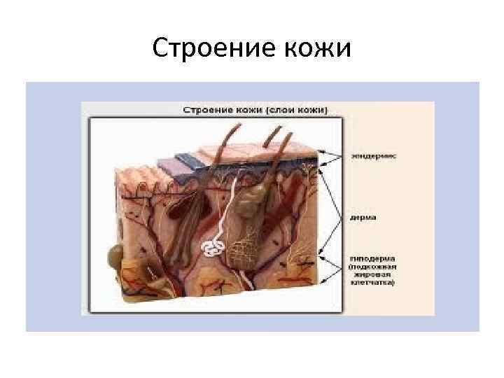 Строение кожи 