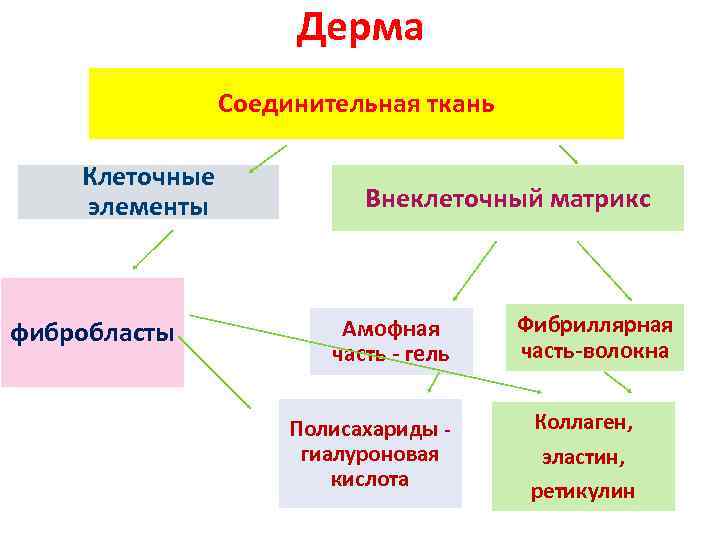 Дерма Соединительная ткань Клеточные элементы фибробласты Внеклеточный матрикс Амофная часть - гель Полисахариды гиалуроновая