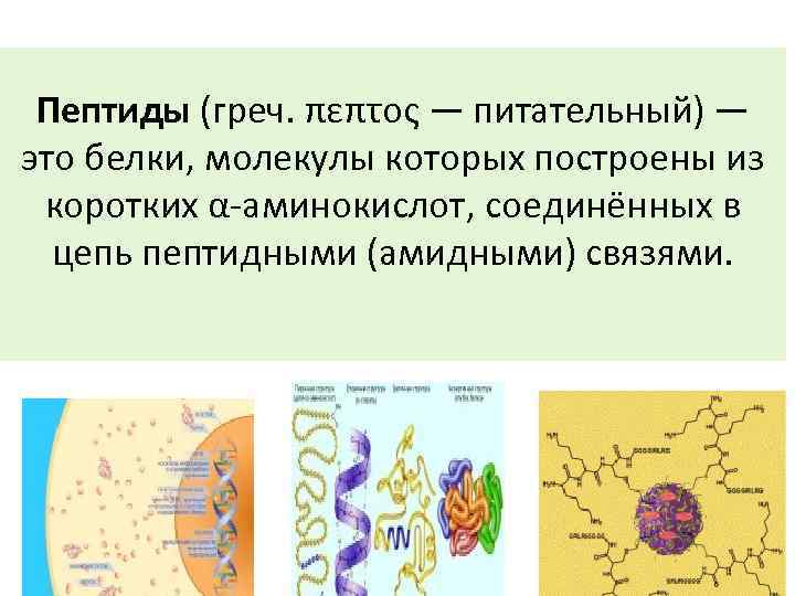 Пептиды (греч. πεπτος — питательный) — это белки, молекулы которых построены из коротких α-аминокислот,
