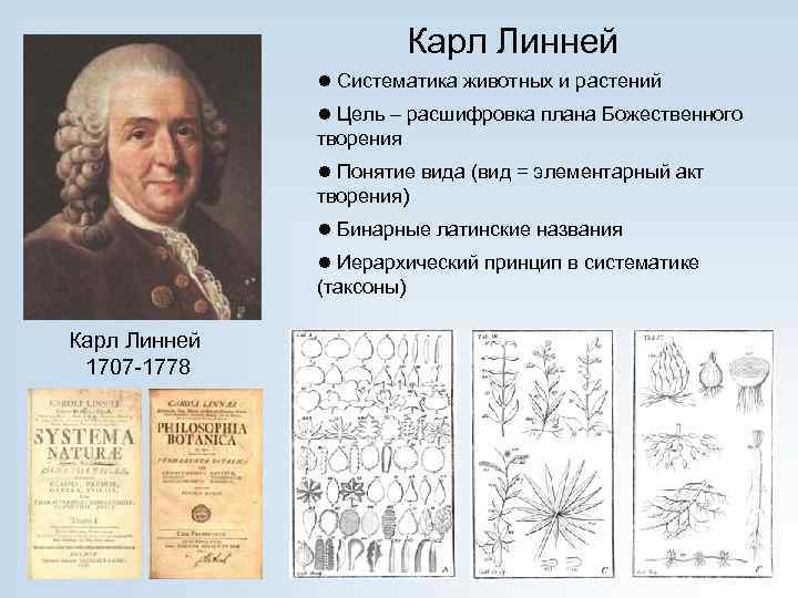 Карл Линней ● Систематика животных и растений ● Цель – расшифровка плана Божественного творения