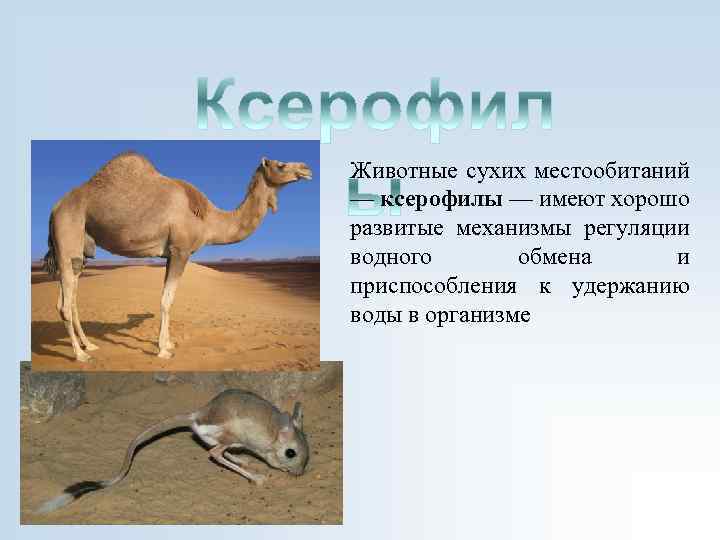 Животные сухих местообитаний — ксерофилы — имеют хорошо развитые механизмы регуляции водного обмена и