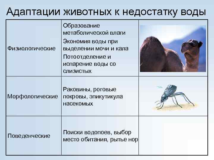 С Какими Группами Животных Вы Познакомились