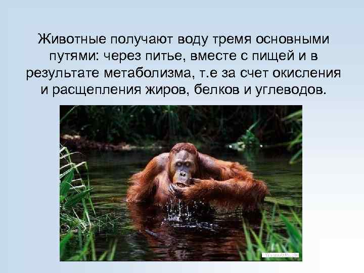 Животные получают воду тремя основными путями: через питье, вместе с пищей и в результате