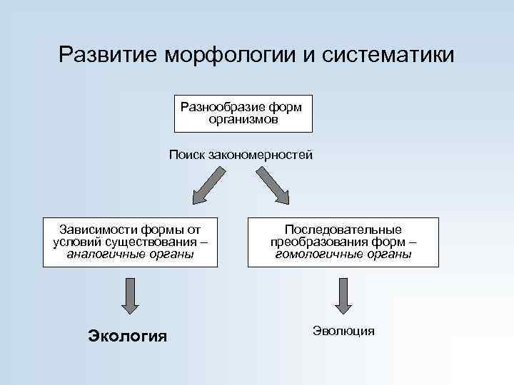 Развитие морфологии и систематики Разнообразие форм организмов Поиск закономерностей Зависимости формы от условий существования