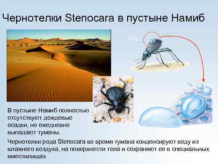 Чернотелки Stenocara в пустыне Намиб В пустыне Намиб полностью отсутствуют дождевые осадки, но ежедневно
