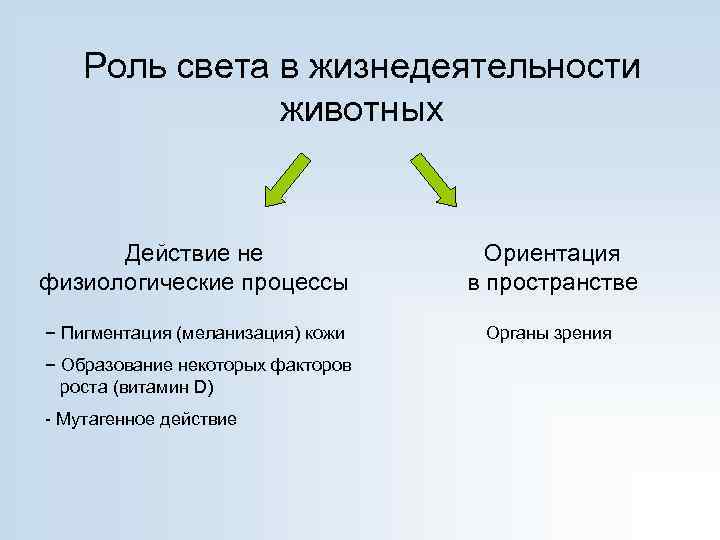 Роль света в жизнедеятельности животных Действие не физиологические процессы Ориентация в пространстве − Пигментация