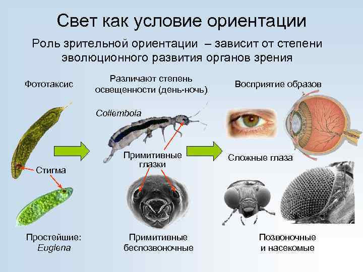Свет как условие ориентации Роль зрительной ориентации – зависит от степени эволюционного развития органов