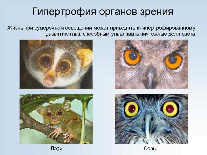 Гипертрофия органов зрения Жизнь при сумеречном освещении может приводить к гипертрофированному развитию глаз, способным
